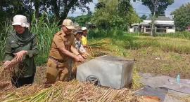 Dekat dengan Petani, Bp. Yulianta Hadir di Sawah